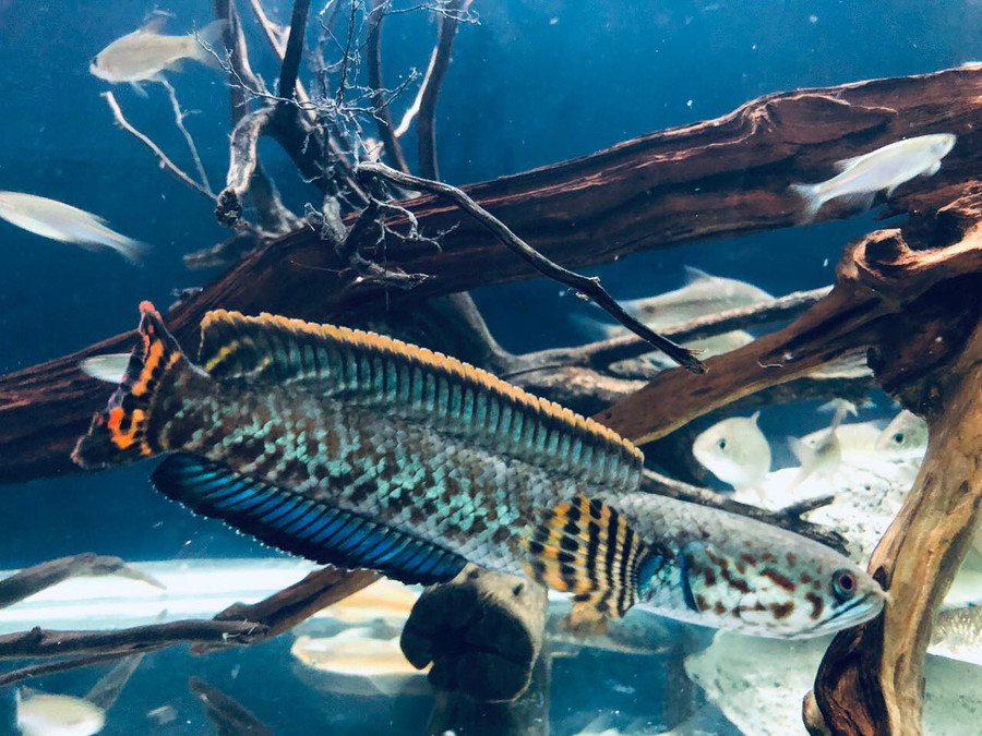 370148812_1199681344080384_2282161012123244886_n.jpg Cá lóc cảnh được nhiều người trẻ yêu thích. Ảnh: TẤN ĐẠT