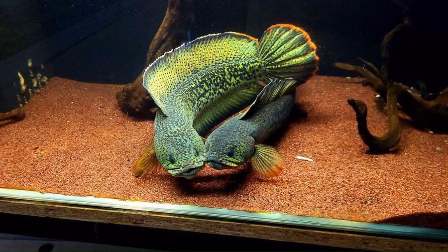Những con cá lóc cảnh có giá trị cao của Khánh. Ảnh: TẤN ĐẠT