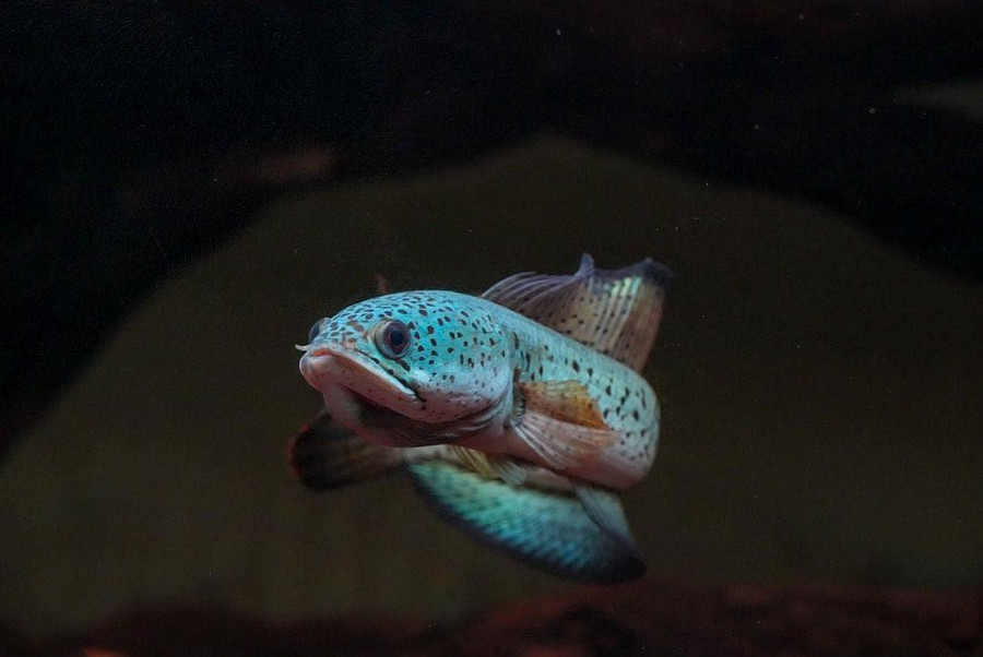 370058112_322248847276786_6680064787183557182_n.jpg Cá lóc cảnh có kích thước từ 20 - 160 cm. Ảnh: TẤN ĐẠT