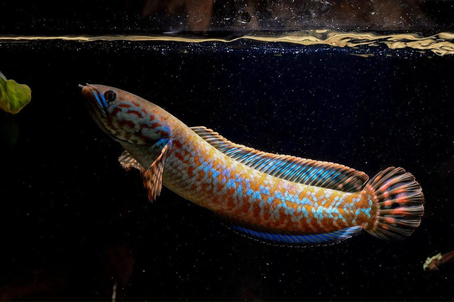 386859150_1407051530019975_3373431390291778218_n.jpg Cá lóc cảnh dễ nuôi, đa dạng màu sắc. Ảnh: TẤN ĐẠT
