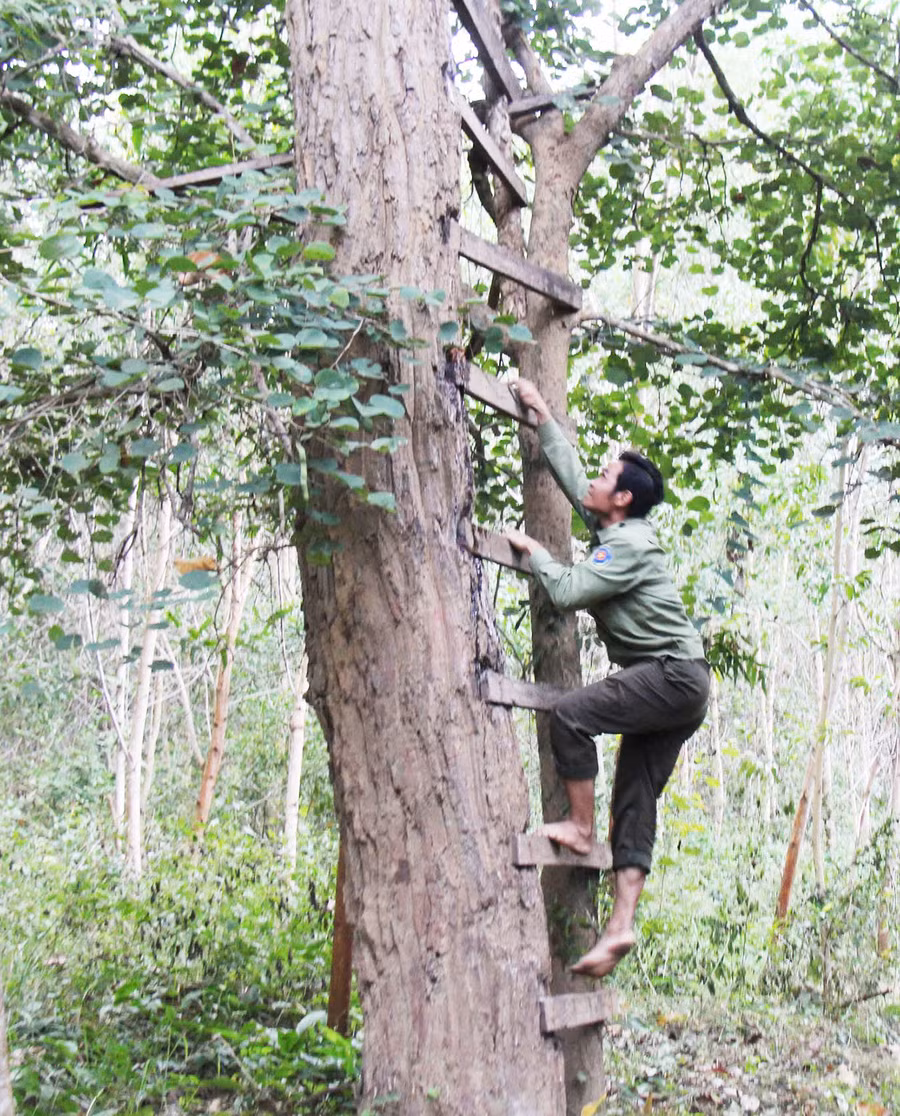 Nhân viên Ban Quản lý rừng phòng hộ Nam Sông Ba trèo lên chòi canh trên cây cao để quan sát động tĩnh xung quanh. Ảnh: N.T