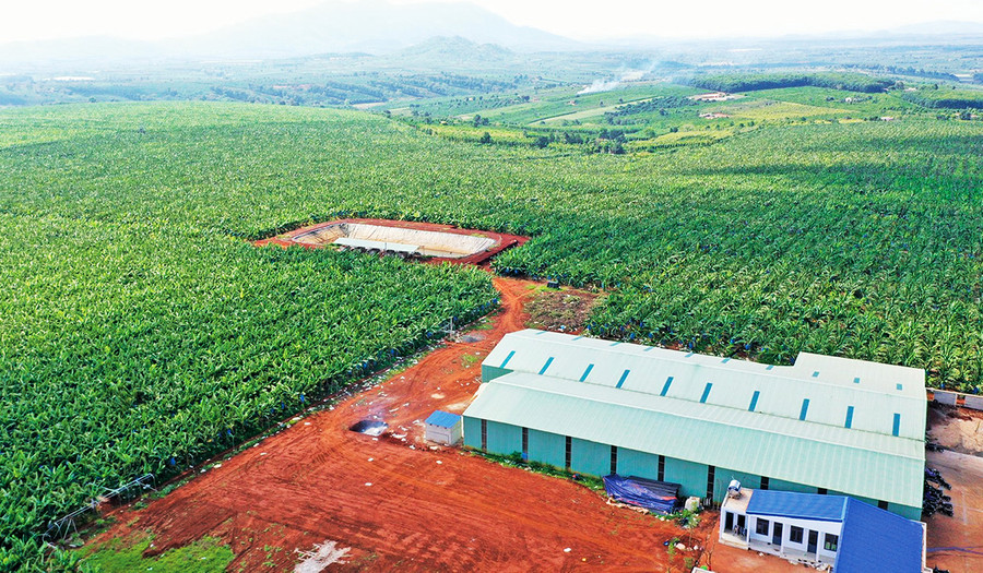 Cánh đồng chuối lớn của Công ty cổ phần Nông nghiệp công nghệ cao Hưng Sơn. Ảnh: P.N