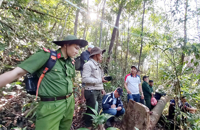 Lực lượng chức năng kiểm tra hiện trường vụ khai thác rừng trái phép tại xã Tư, huyện Đông Giang (Quảng Nam). Lực lượng chức năng kiểm tra hiện trường vụ khai thác rừng trái phép tại xã Tư, huyện Đông Giang (Quảng Nam).
