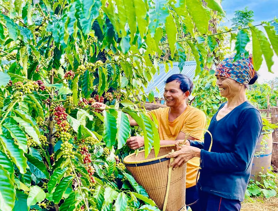 Sản phẩm cà phê Gia Lai kỳ vọng có bước tiến dài trên thị trường thế giới khi tham gia Dự án “Xây dựng chiến lược thương hiệu và tiếp thị dành cho các nhà sản xuất sản phẩm mang chỉ dẫn địa lý Việt Nam”. Ảnh: M.K