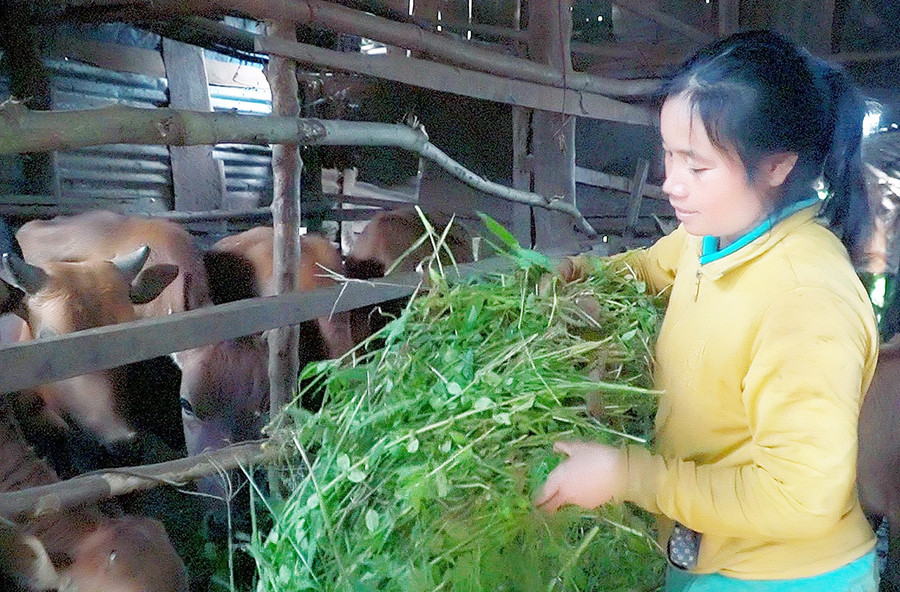 Đời sống kinh tế của gia đình chị H’Blăi đã ổn định hơn nhờ được hỗ trợ bò sinh sản để chăn nuôi. Ảnh: Quang Tấn Đời sống kinh tế của gia đình chị H’Blăi đã ổn định hơn nhờ được hỗ trợ bò sinh sản để chăn nuôi. Ảnh: Quang Tấn