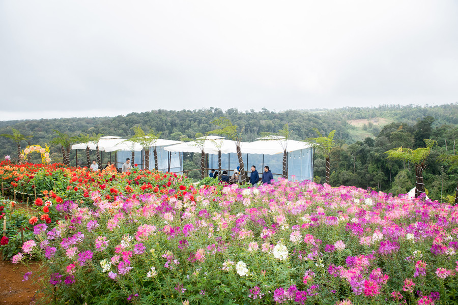 Hoa túy điệp, thược dược nở rộ bên cánh rừng nguyên sinh. Hoa túy điệp, thược dược nở rộ bên cánh rừng nguyên sinh.