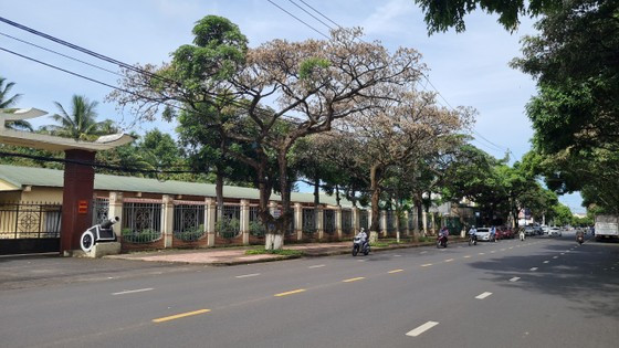 Hàng loạt cây hoa sữa trên tuyến đường Mai Hắc Đế (TP Buôn Ma Thuột) chết một cách bất thường Hàng loạt cây hoa sữa trên tuyến đường Mai Hắc Đế (TP Buôn Ma Thuột) chết một cách bất thường