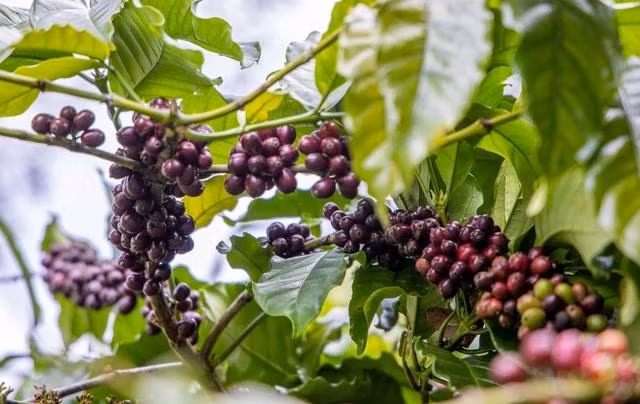 Giá cà phê bất ngờ tăng mạnh