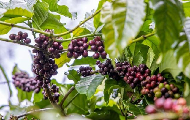 Giá cà phê bất ngờ tăng mạnh Giá cà phê bất ngờ tăng mạnh