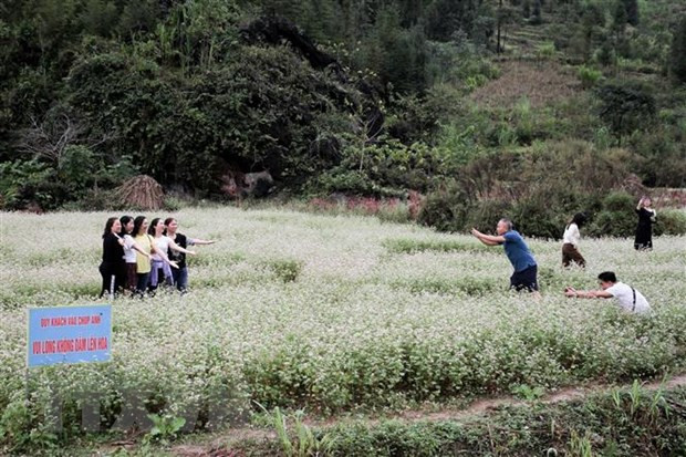 Khách du lịch lưu giữ lại kỷ niệm ở những vườn hoa Tam Giác Mạch. (Ảnh: Nam Thái/TTXVN) Khách du lịch lưu giữ lại kỷ niệm ở những vườn hoa Tam Giác Mạch. (Ảnh: Nam Thái/TTXVN)