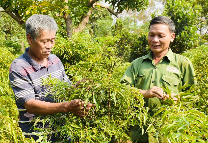 Ông Trịnh Quang Hải-Chủ tịch Hội đồng Quản trị HTX Nông nghiệp Thảo Nguyên (bìa trái) thường xuyên tham gia các lớp bồi dưỡng nâng cao kiến thức cho người đứng đầu HTX. Ảnh: Trần Dung