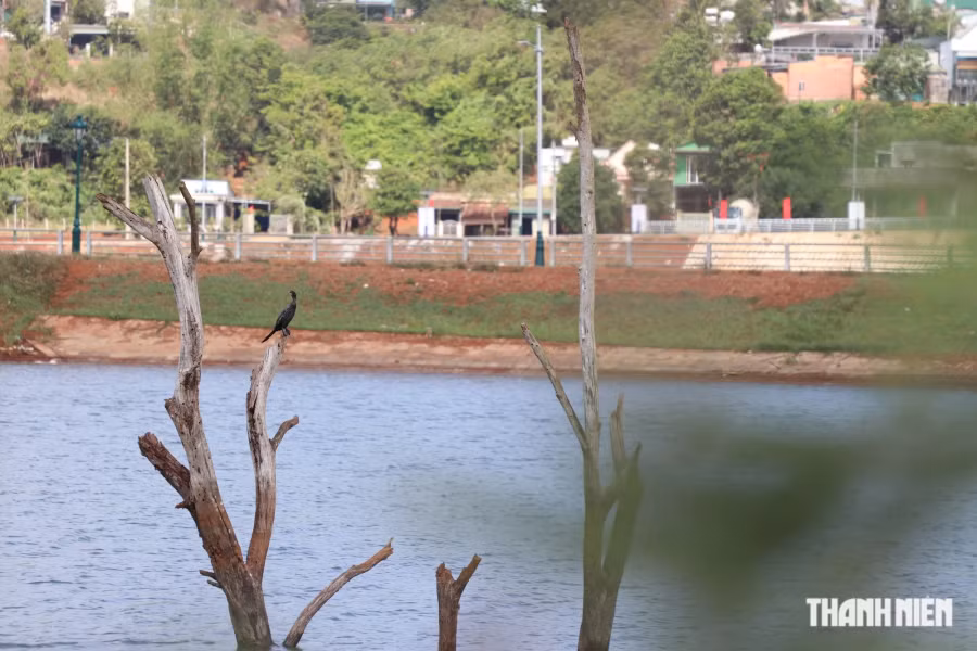 Chú chim trên cành cây khô. Ảnh: Xuân Lâm