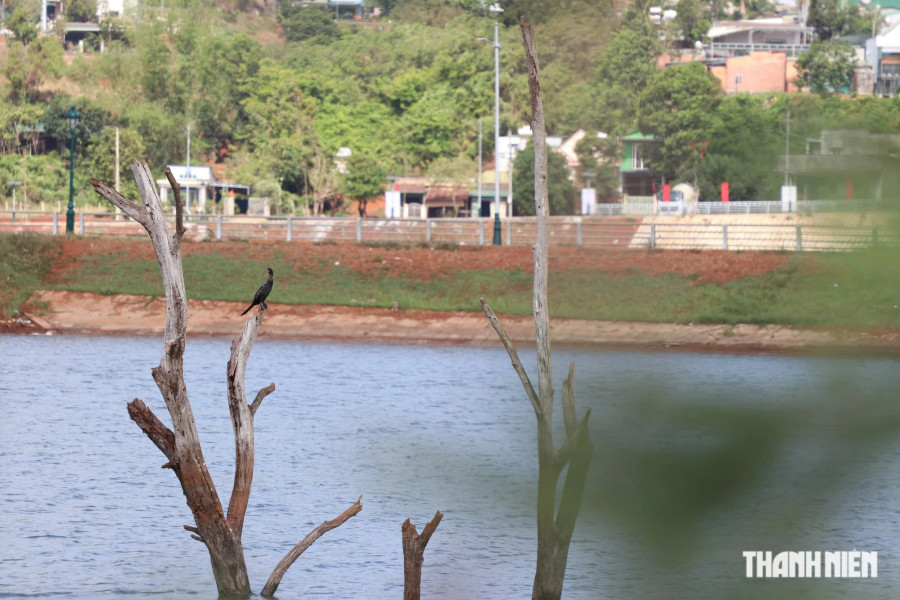 Chú chim trên cành cây khô. Ảnh: Xuân Lâm Chú chim trên cành cây khô. Ảnh: Xuân Lâm