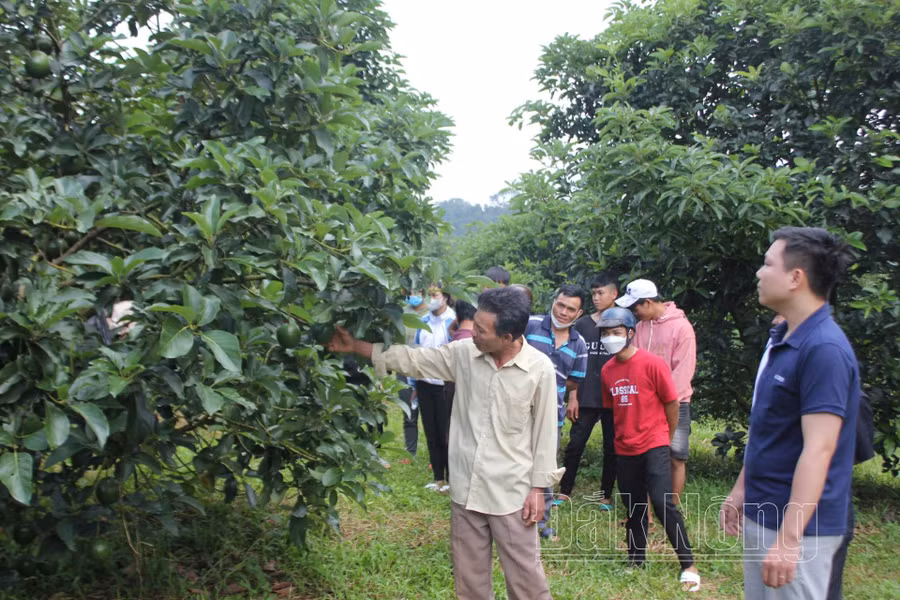 Sử dụng phân bón lá nano vi lượng cho cây bơ booth đã giúp tăng năng suất canh tác 10,8% so với đối chứng không sử dụng