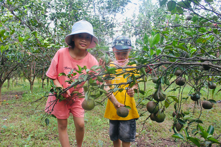 Vườn cam sai trĩu quả trên doi đất bên sông. Ảnh: Vũ Chi