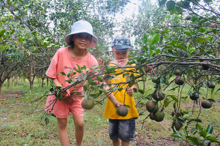 Vườn cam sai trĩu quả trên doi đất bên sông. Ảnh: Vũ Chi