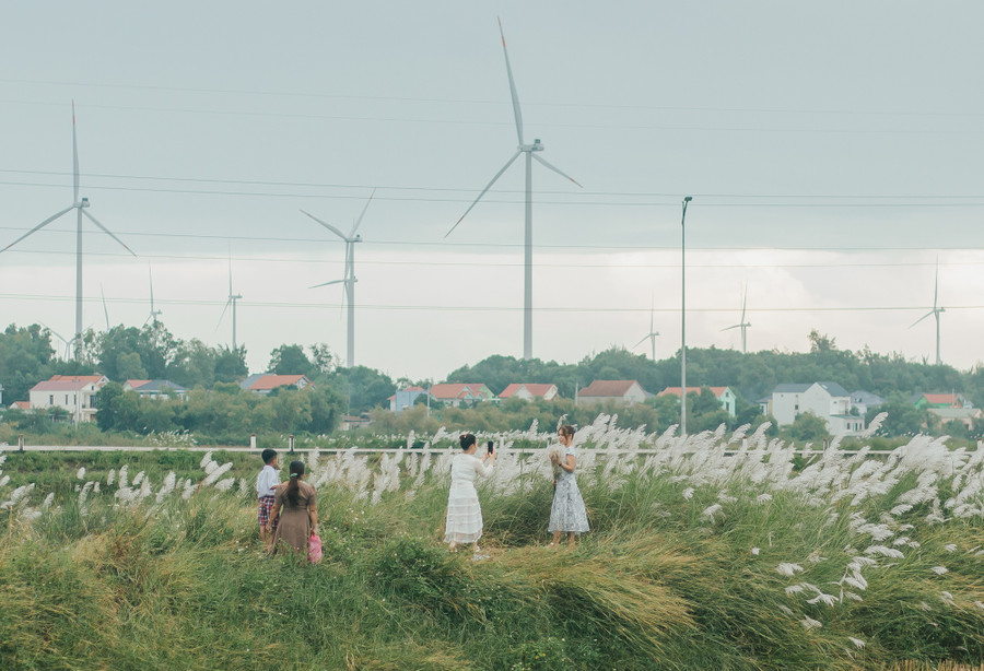 Hoa lau nở trắng các cánh đồng tại Dinh Mười. Ảnh: BÁ CƯỜNG