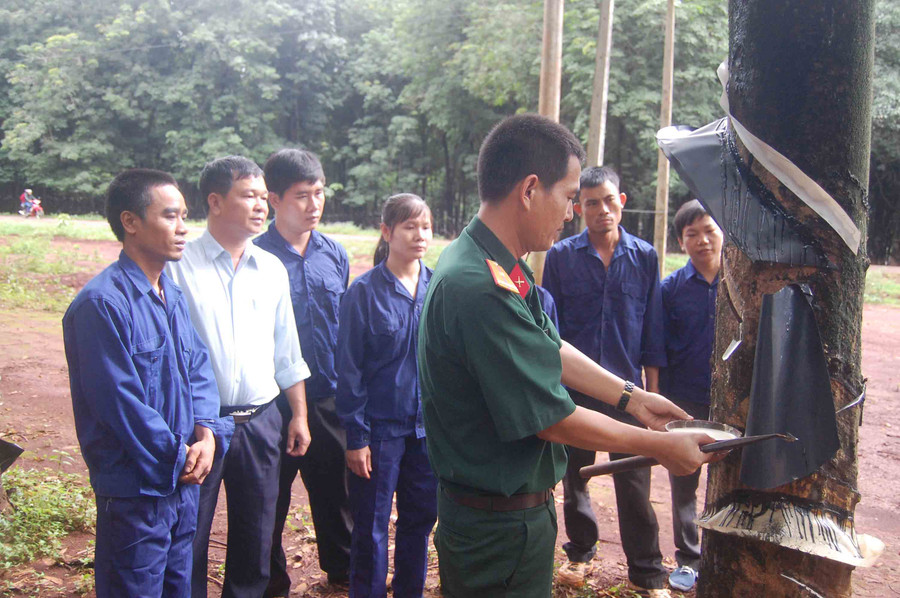 Cán bộ Công ty 75 hướng dẫn người lao động thu hoạch mủ cao su. Ảnh: Lê Quang Hồi