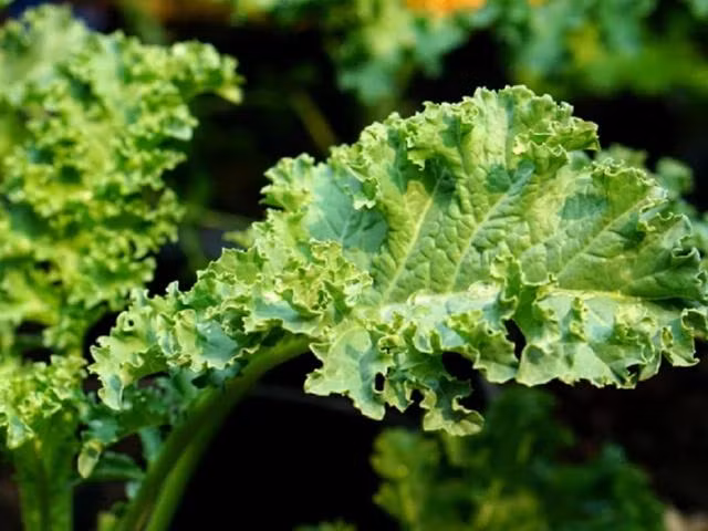 Các loại rau lá xanh giàu vitamin giúp tăng cường miễn dịch để chống chọi với cảm lạnh