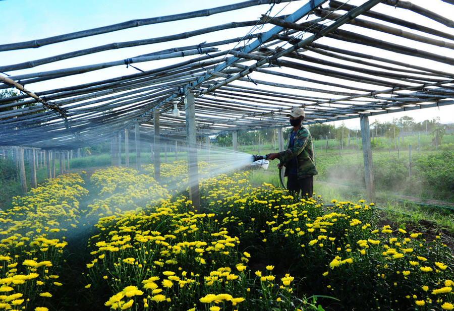 Vườn hoa cúc nhà anh Nguyễn Hải Hùng, phường Nguyễn Trãi Vườn hoa cúc nhà anh Nguyễn Hải Hùng, phường Nguyễn Trãi