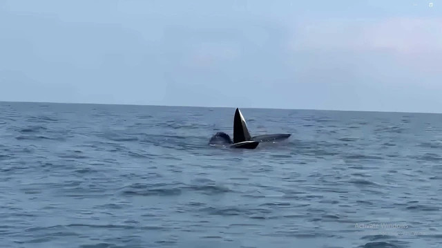 3 con cá voi ngoi lên mặt nước săn mồi