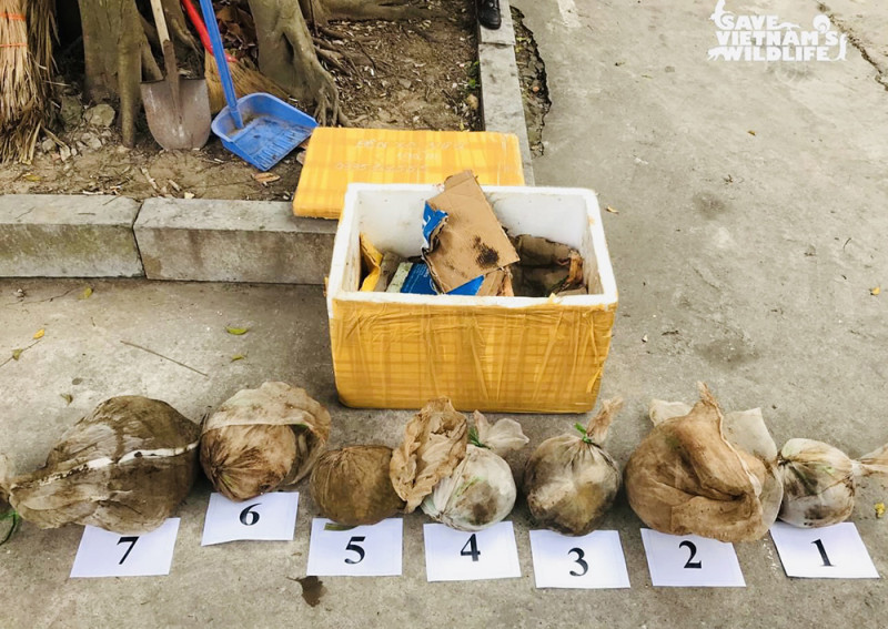 Các cá thể tê tê trong một cuộc giải cứu bị buộc trong túi lưới và đựng trong thùng xốp