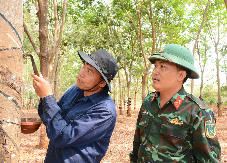 Anh Dương và cán bộ Đội 13 (Công ty 75) luyện tập, trau dồi tay nghề cạo mủ cao su. Ảnh: Sơn Tùng Anh Dương và cán bộ Đội 13 (Công ty 75) luyện tập, trau dồi tay nghề cạo mủ cao su. Ảnh: Sơn Tùng