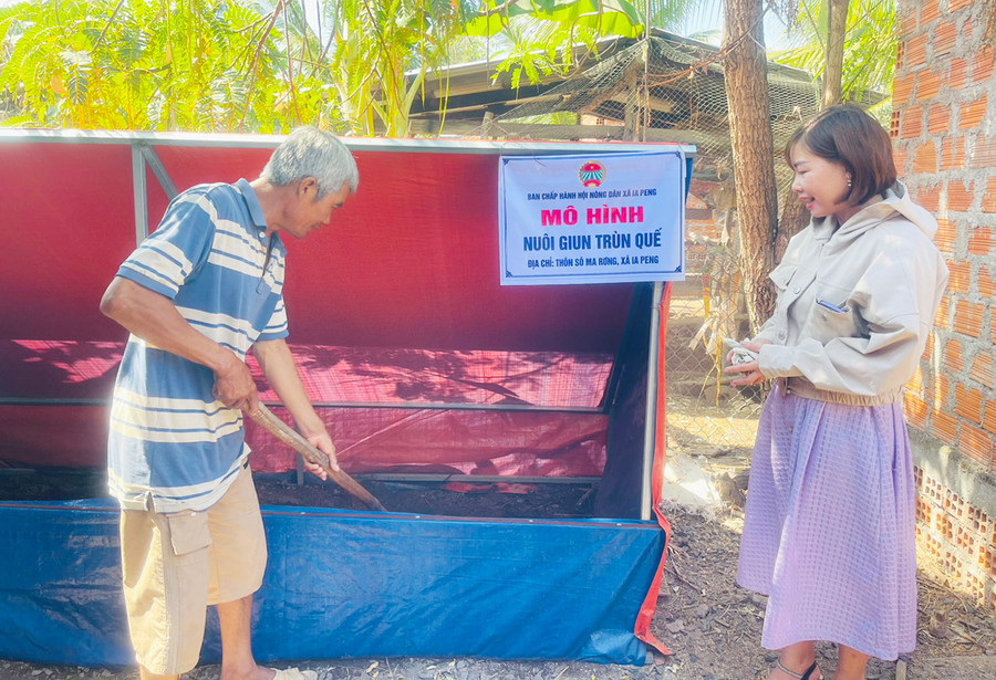 Mô hình nuôi trùn quế của hội viên nông dân xã Ia Peng, huyện Phú Thiện. Ảnh: V.C