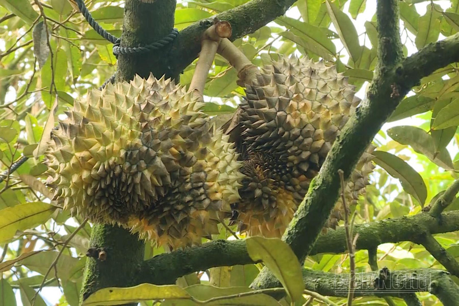Những ngày qua, vườn sầu riêng của anh Khoa xuất hiện tình trạng trái bị thối, lá bị vàng và rụng Những ngày qua, vườn sầu riêng của anh Khoa xuất hiện tình trạng trái bị thối, lá bị vàng và rụng