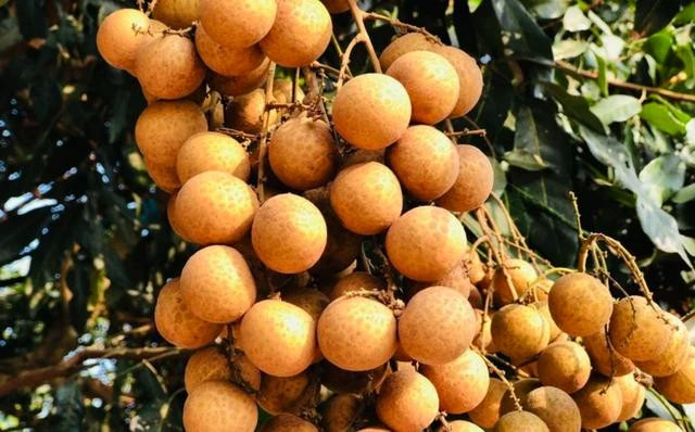 Quả nhãn chứa hàm lượng cao vitamin B, C. Ảnh: T.N Quả nhãn chứa hàm lượng cao vitamin B, C. Ảnh: T.N