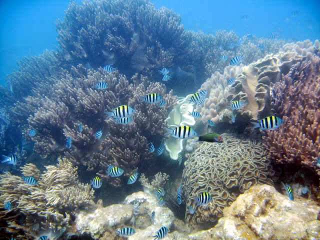 San hô Cù Lao Chàm được các chuyên gia đánh giá có tính đa dạng cao, đặc biệt ở vùng rạn ngầm. San hô Cù Lao Chàm được các chuyên gia đánh giá có tính đa dạng cao, đặc biệt ở vùng rạn ngầm.