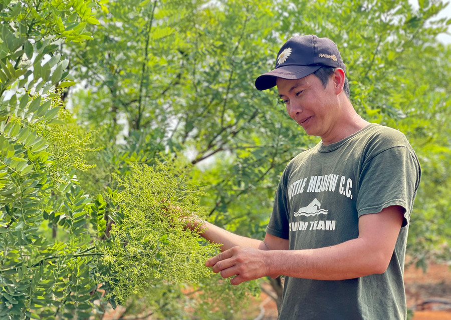 Nhờ có hệ thống tưới tiêu đảm bảo, sau gần 8 tháng chăm sóc, vườn hoa hòe của gia đình anh Cường phát triển tốt. Ảnh: Mai Ka Nhờ có hệ thống tưới tiêu đảm bảo, sau gần 8 tháng chăm sóc, vườn hoa hòe của gia đình anh Cường phát triển tốt. Ảnh: Mai Ka