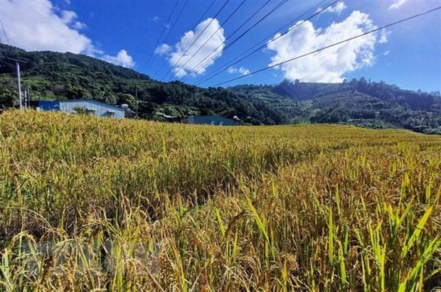 Ruộng lúa chín vàng ở thung lũng Măng Ri. (Ảnh: Dư Toán/TTXVN)