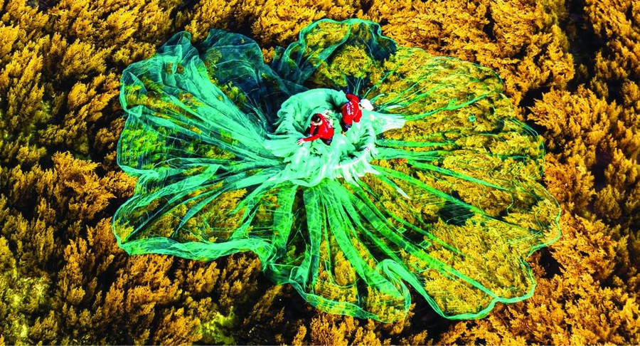 Cảnh ngư dân đánh bắt giữa rừng rong mơ vàng đáy đảo Hòn Khô (làng biển Nhơn Hải) đẹp như bức tranh. Ảnh: DUNG NHÂN