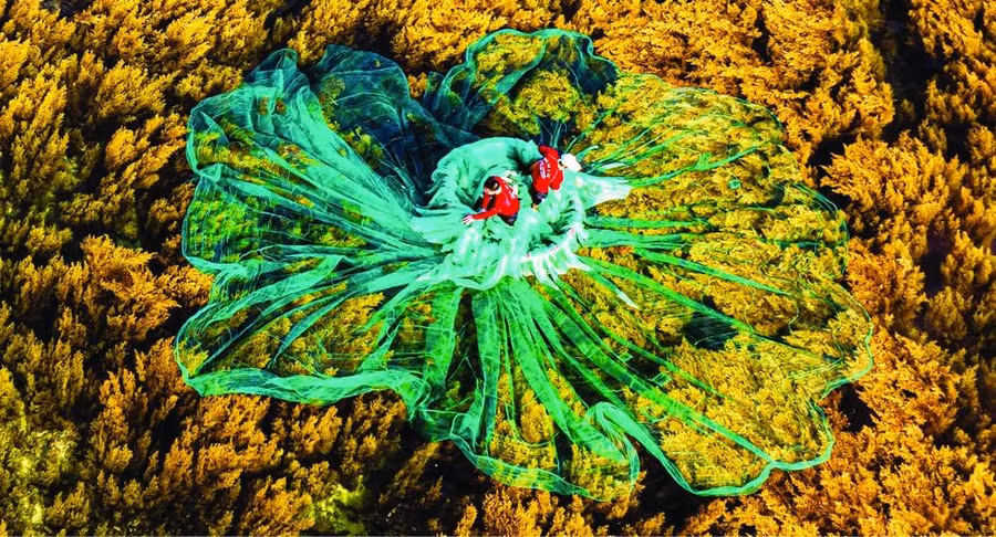 Cảnh ngư dân đánh bắt giữa rừng rong mơ vàng đáy đảo Hòn Khô (làng biển Nhơn Hải) đẹp như bức tranh. Ảnh: DUNG NHÂN