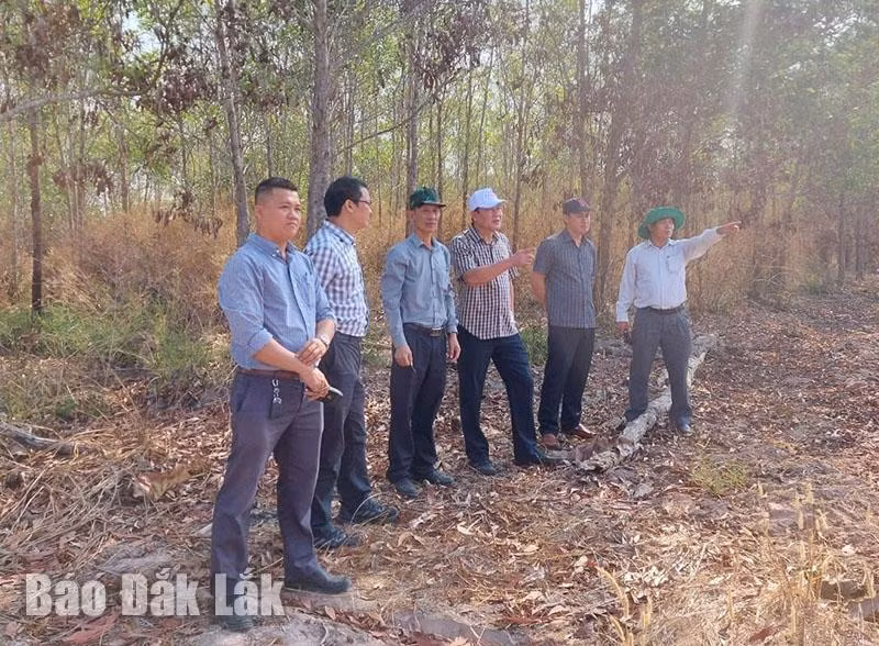 Đoàn giám sát của Thường trực HĐND tỉnh thị sát rừng trồng của một doanh nghiệp trên địa bàn huyện Ea Súp.