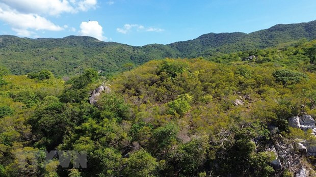 Hệ sinh thái rừng ở Khu Dự trữ Sinh quyển Thế giới Núi Chúa tại tỉnh Ninh Thuận. (Ảnh: Nguyễn Thành/TTXVN) Hệ sinh thái rừng ở Khu Dự trữ Sinh quyển Thế giới Núi Chúa tại tỉnh Ninh Thuận. (Ảnh: Nguyễn Thành/TTXVN)