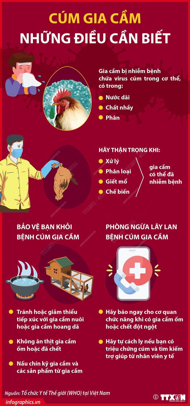 Bộ Y tế khuyến cáo những nguy cơ khi nhiễm cúm gia cầm Bộ Y tế khuyến cáo những nguy cơ khi nhiễm cúm gia cầm