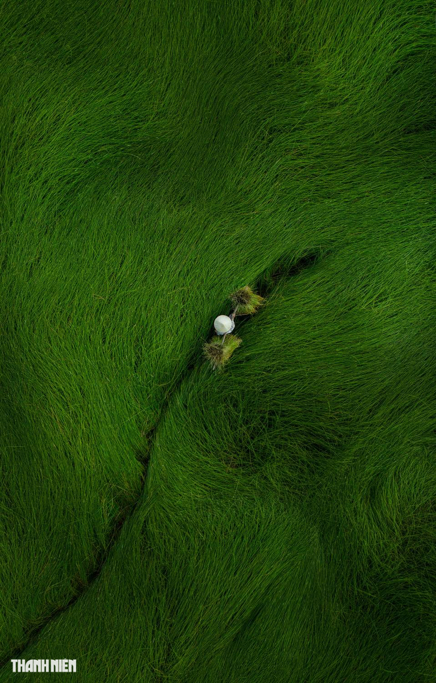 Bức Mẹ gánh của tác giả Phạm Chí Công thể hiện cảnh người mẹ gánh cói ngang qua cánh đồng cói xanh mướt ở vùng quê Nga Sơn, cách TP.Thanh Hóa khoảng 40 km. Cói Nga Sơn nổi tiếng từ lâu, có sợi nhỏ, dai, óng mượt và dài, loại cói chuyên dùng để dệt nên những tấm chiếu truyền thống bền đẹp. Ảnh: PHẠM CHÍ CÔNG Bức Mẹ gánh của tác giả Phạm Chí Công thể hiện cảnh người mẹ gánh cói ngang qua cánh đồng cói xanh mướt ở vùng quê Nga Sơn, cách TP.Thanh Hóa khoảng 40 km. Cói Nga Sơn nổi tiếng từ lâu, có sợi nhỏ, dai, óng mượt và dài, loại cói chuyên dùng để dệt nên những tấm chiếu truyền thống bền đẹp. Ảnh: PHẠM CHÍ CÔNG