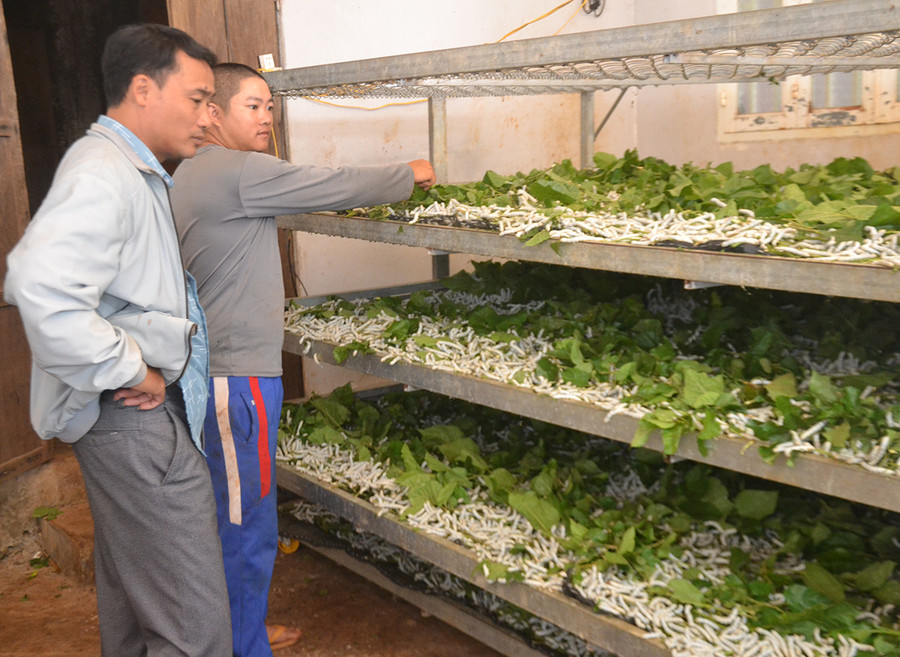 Người dân đến học hỏi kinh nghiệm nuôi tằm của ông Đinh Lai, ở làng Păng Gol-Phù Tiên, xã Ia Bă, huyện Ia Grai. Ảnh: Hoàng Cư Người dân đến học hỏi kinh nghiệm nuôi tằm của ông Đinh Lai, ở làng Păng Gol-Phù Tiên, xã Ia Bă, huyện Ia Grai. Ảnh: Hoàng Cư