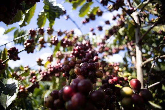 Giá cà phê tiếp tục tăng và có khả năng chạm mốc chưa từng có 80.000 đồng/kg
