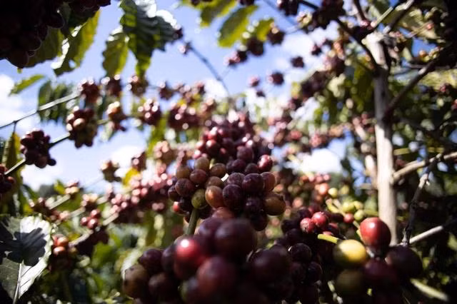 Giá cà phê tiếp tục tăng và có khả năng chạm mốc chưa từng có 80.000 đồng/kg