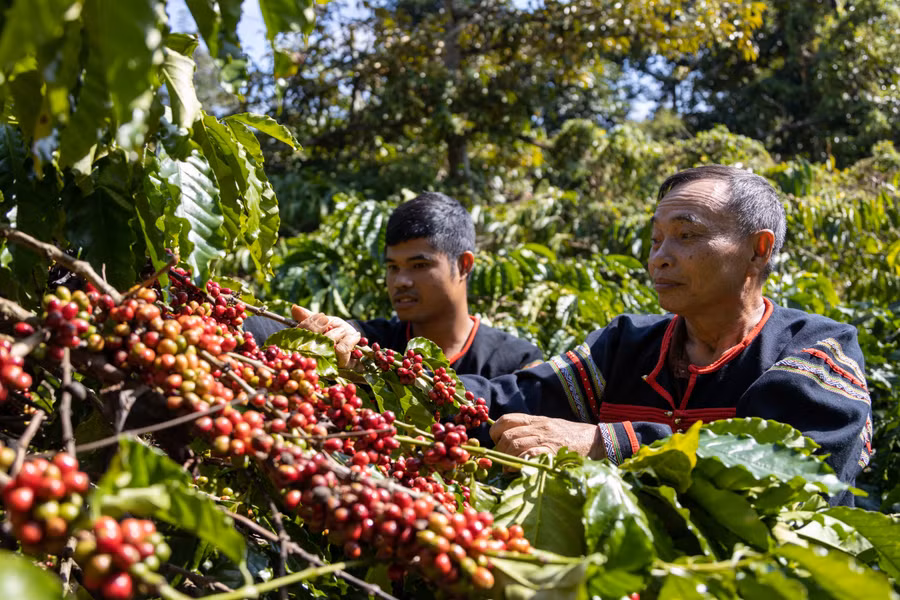 Đồng bào dân tộc thiểu số xã Ea Tu (TP. Buôn Ma Thuột) sản xuất cà phê đặc sản.