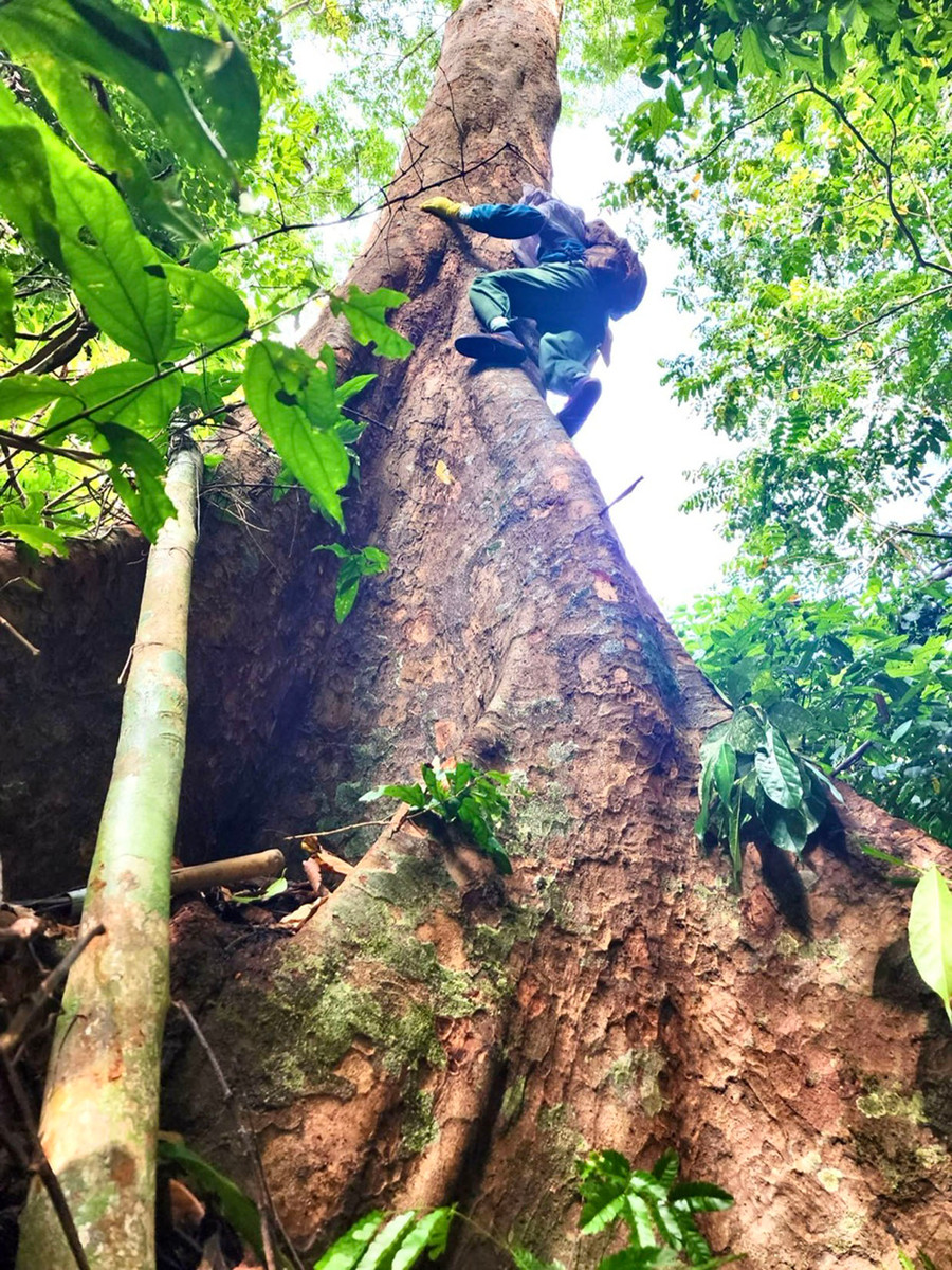 Với cái nghề “ăn cơm dưới đất, làm việc trên cây” này, chỉ cần một chút chủ quan là có thể trả giá bằng cả tính mạng. Ảnh: Minh Nguyễn Với cái nghề “ăn cơm dưới đất, làm việc trên cây” này, chỉ cần một chút chủ quan là có thể trả giá bằng cả tính mạng. Ảnh: Minh Nguyễn