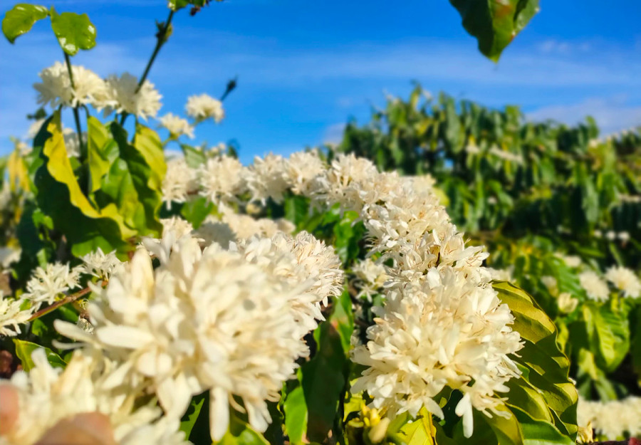 Hương cà phê thơm ngọt, là hương vị say đắm lòng người. Hương cà phê thơm ngọt, là hương vị say đắm lòng người.
