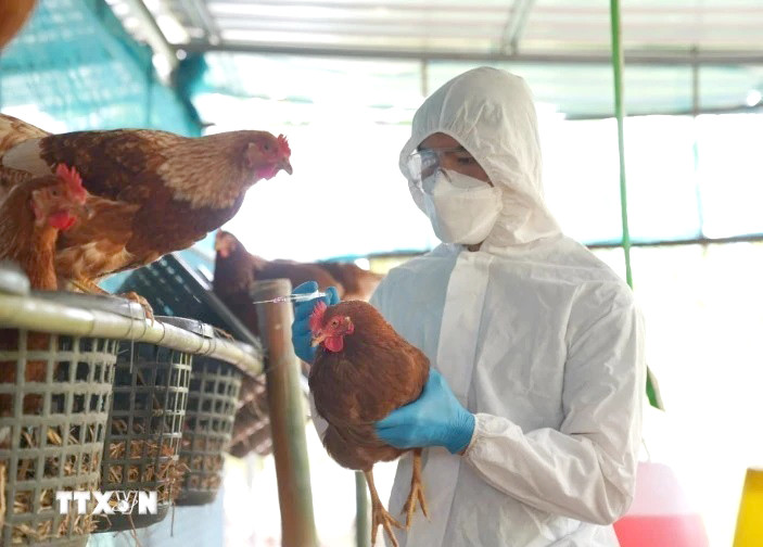 Mỹ xác nhận thêm 2 ca bệnh nhiễm cúm gia cầm H5N1 (ảnh nguồn TTXVN). Mỹ xác nhận thêm 2 ca bệnh nhiễm cúm gia cầm H5N1 (ảnh nguồn TTXVN).