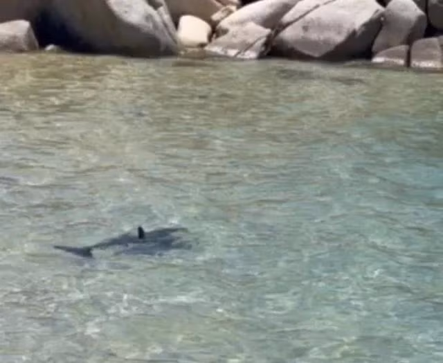 Con cá dài gần 2 m bơi ở sát bãi tắm Trung Lương. Ảnh CẮT TỪ VIDEO