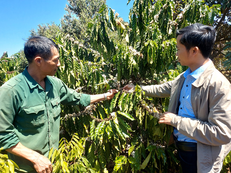 Cán bộ kỹ thuật Trung tâm Dịch vụ nông nghiệp huyện Chư Prông (bìa phải) hướng dẫn người dân cách phòng trừ rệp sáp trên cây cà phê. Ảnh: Thiên Di Cán bộ kỹ thuật Trung tâm Dịch vụ nông nghiệp huyện Chư Prông (bìa phải) hướng dẫn người dân cách phòng trừ rệp sáp trên cây cà phê. Ảnh: Thiên Di