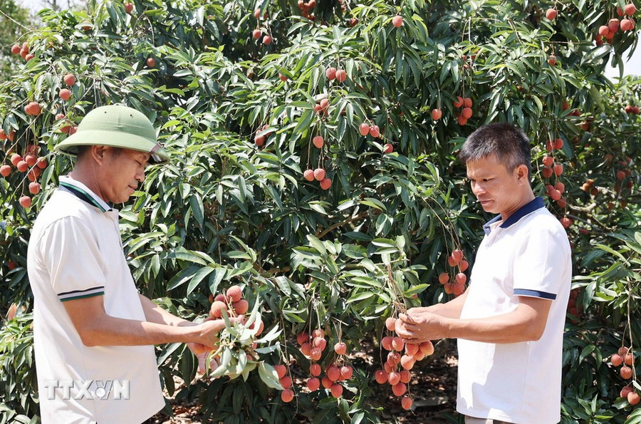 Nông dân Đắk Lắk thu hoạch vải thiều niên vụ 2023–2024. (Ảnh: Hoài Thu/TTXVN) Nông dân Đắk Lắk thu hoạch vải thiều niên vụ 2023–2024. (Ảnh: Hoài Thu/TTXVN)