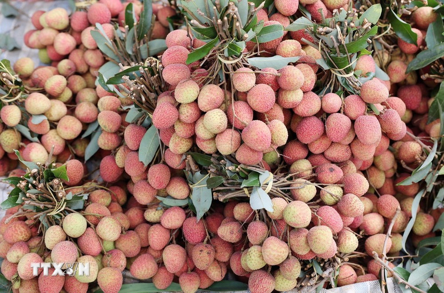 Vải thiều Đắk Lắk chín sớm khoảng 1 tháng so với vải thiều ở các tỉnh phía Bắc. (Ảnh: Hoài Thu/TTXVN) Vải thiều Đắk Lắk chín sớm khoảng 1 tháng so với vải thiều ở các tỉnh phía Bắc. (Ảnh: Hoài Thu/TTXVN)